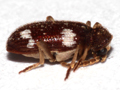 Ptinus sexpunctatus